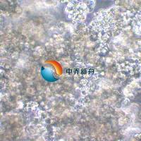 NCI-H716 [H716]人结直肠腺癌细胞