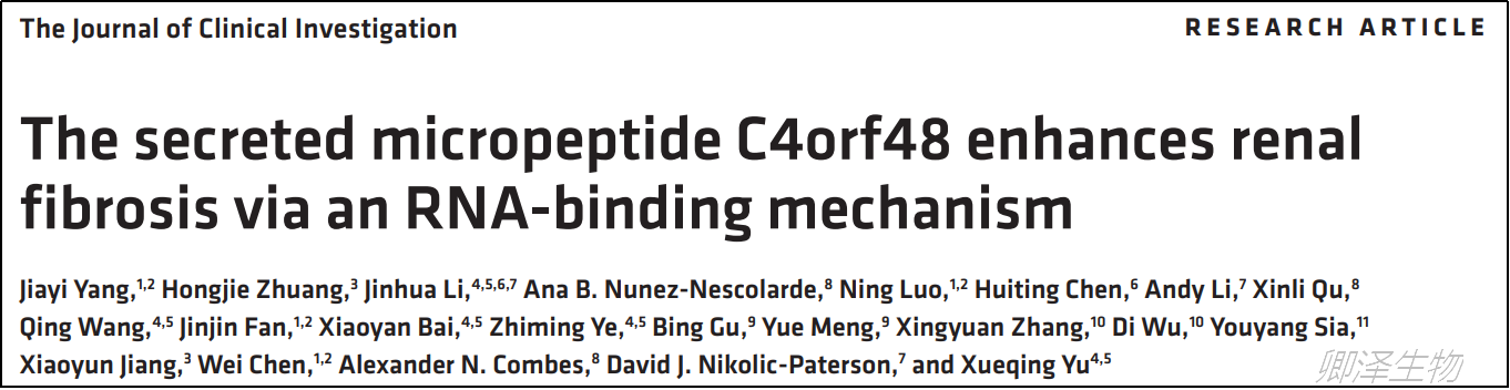 J Clin Invest. | Ribo-seq技术助力揭示微肽Cf48在肾纤维化中的关键作用