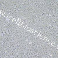 ST细胞、S-T细胞、S-T、ST、猪睾丸细胞系/种属鉴定/镜像绮点（Cellverse）