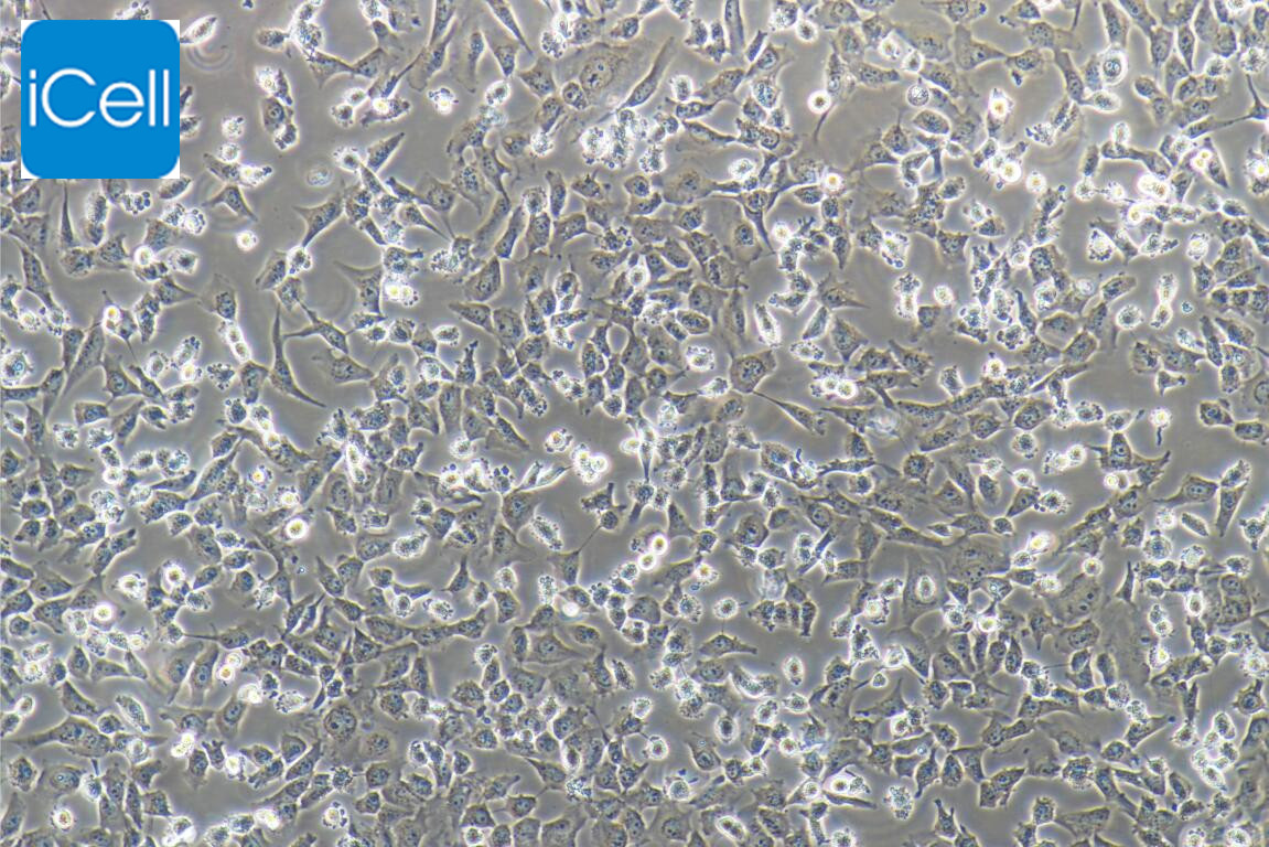 MuM-2B细胞、MuM-2B、MuM2B细胞、MuM2B、