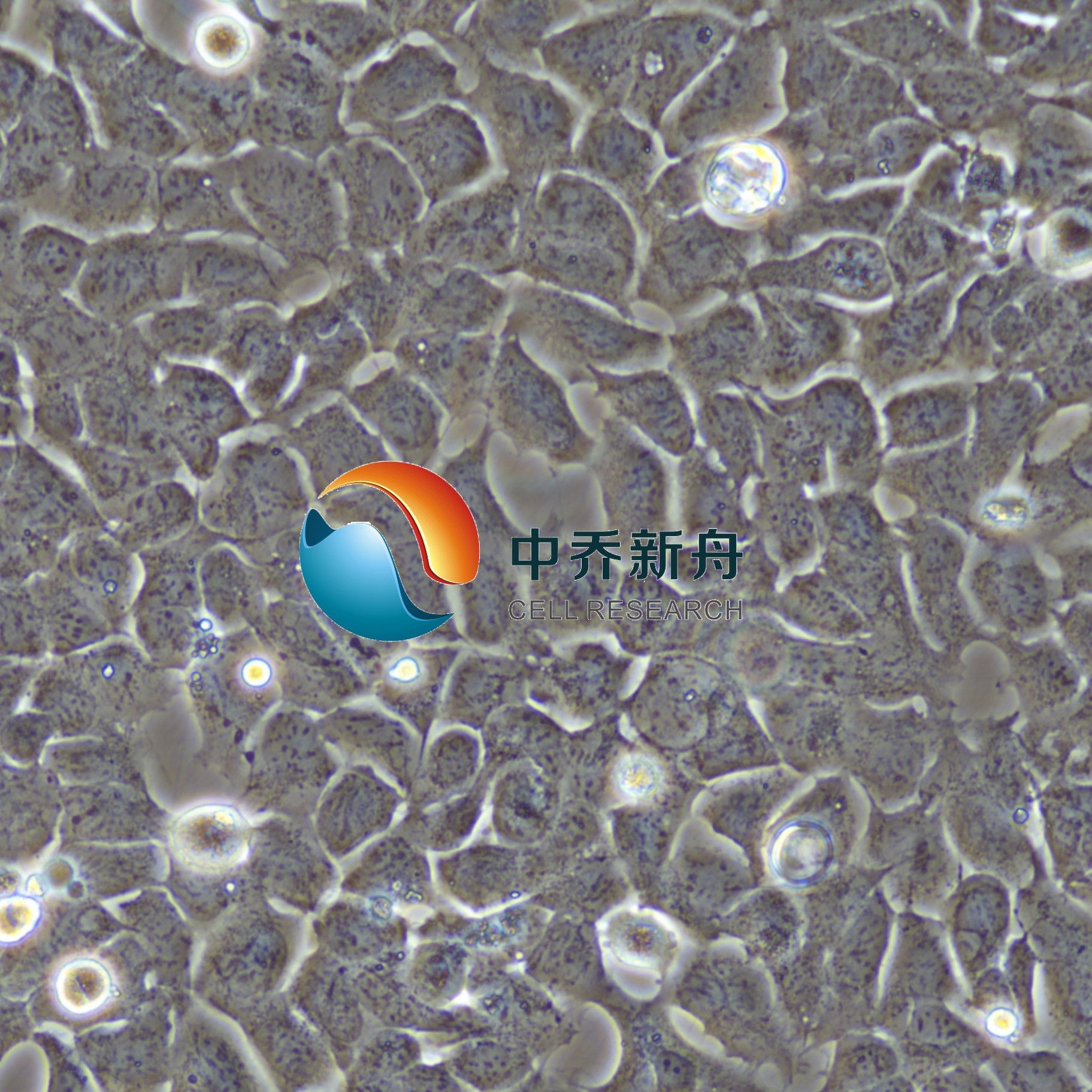293 Cells, low passage人胚肾细胞