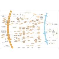 维百奥生物代理辰辉创聚生物Nebulabio 提供MAPK信号通路相关蛋白