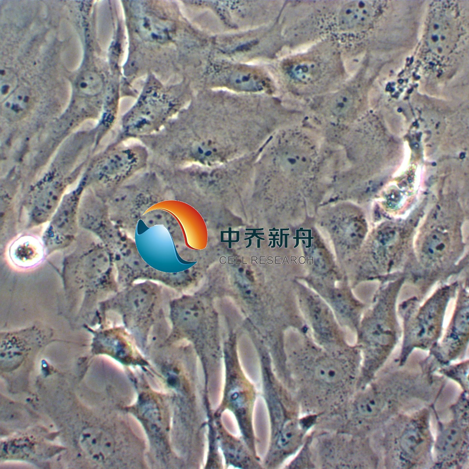 Calu-1人肺癌细胞