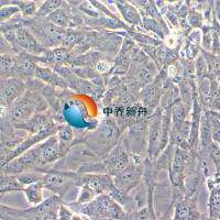 WPMY-1人正常前列腺基质永生化细胞