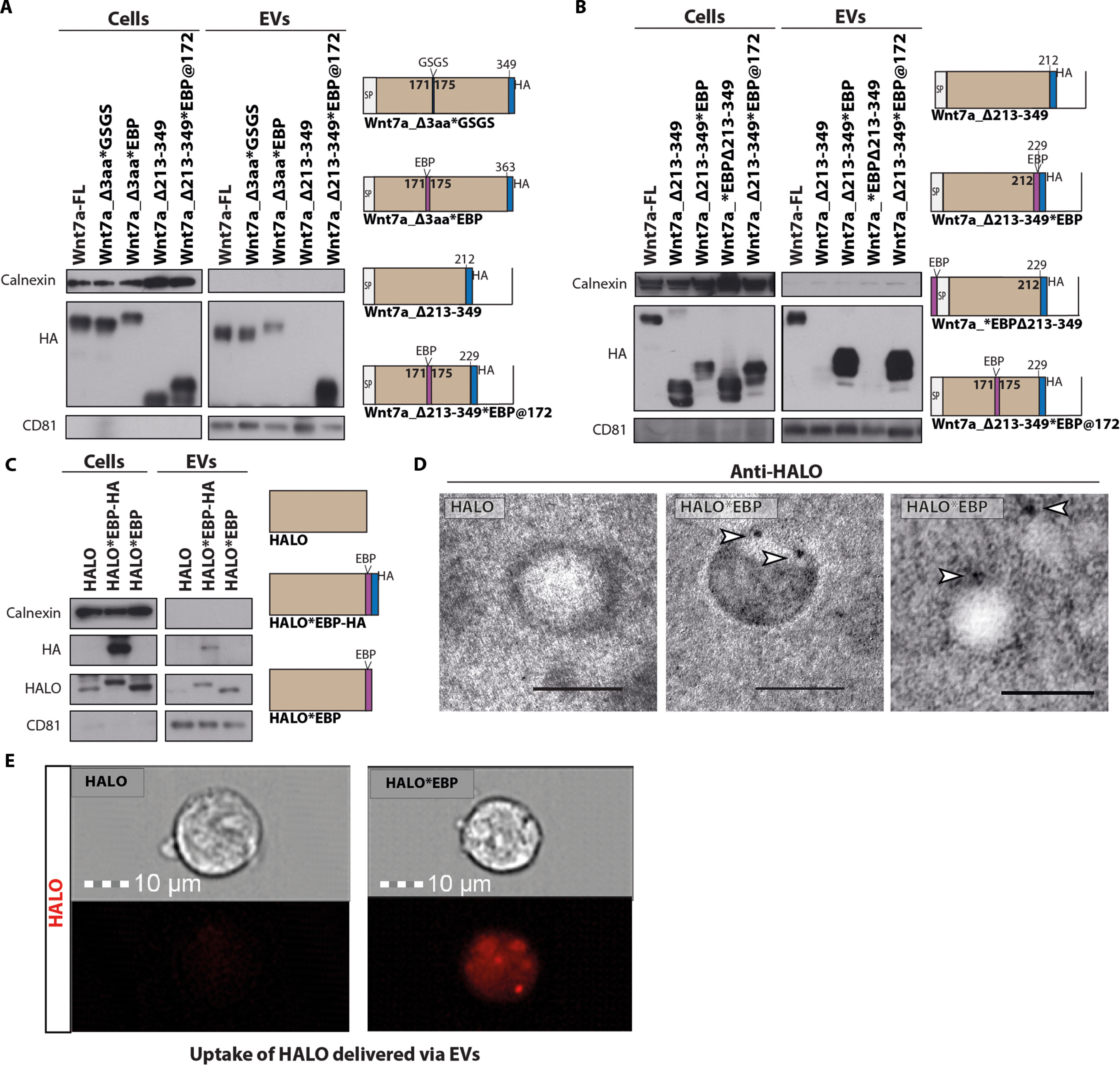 外泌体载药 外泌体载药