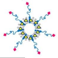 包载表柔比星的PEG聚乙二醇-Asp天冬氨酸胶束被RGD肽修饰