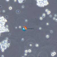 MV4-11人急性单核细胞白血病细胞