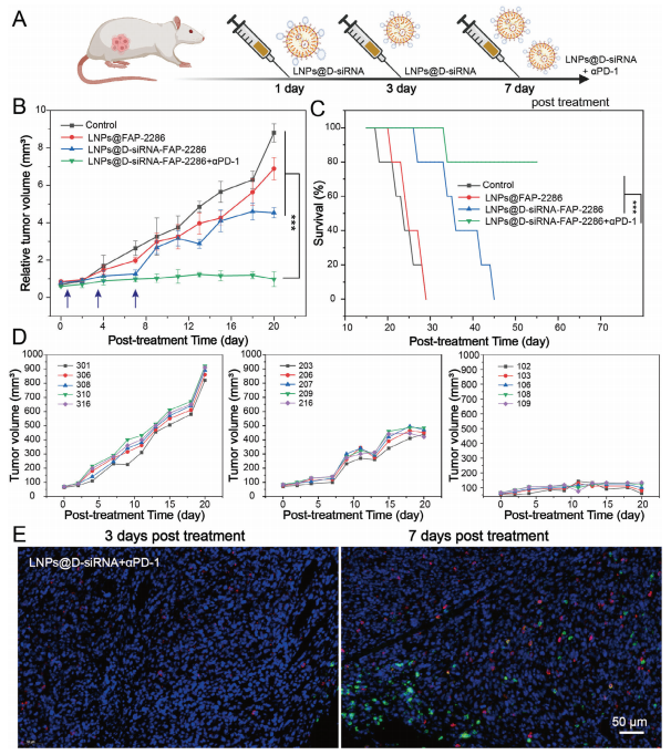 南模生物助力肿瘤相关成纤维细胞的代谢重编程研究
