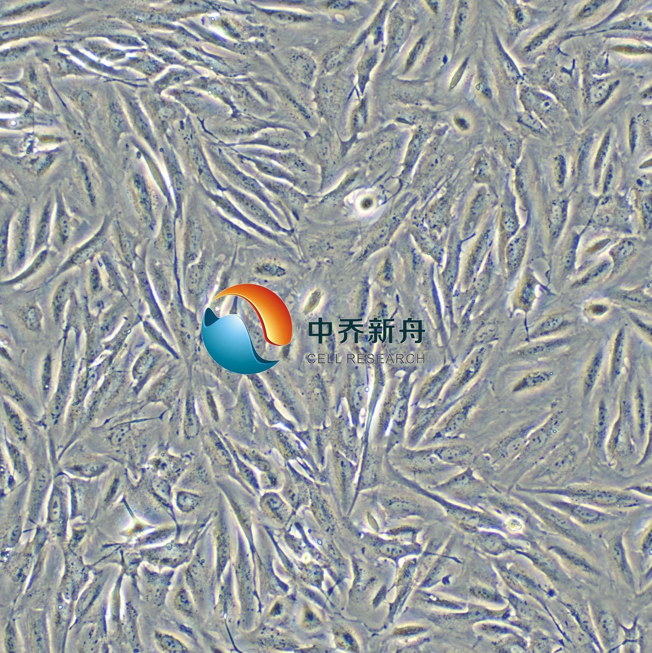 A-498人肾癌细胞