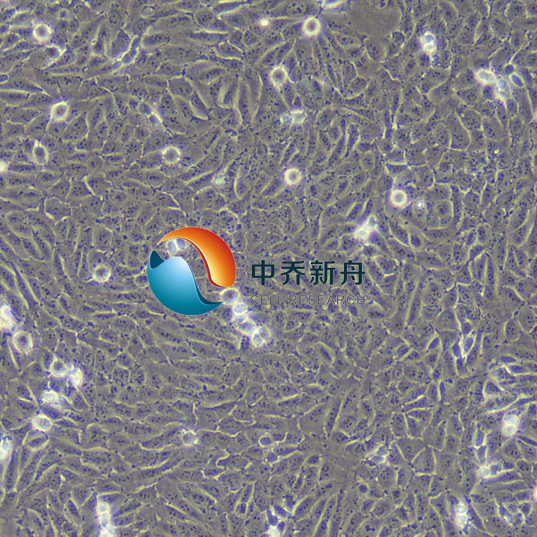 143B人骨肉瘤细胞