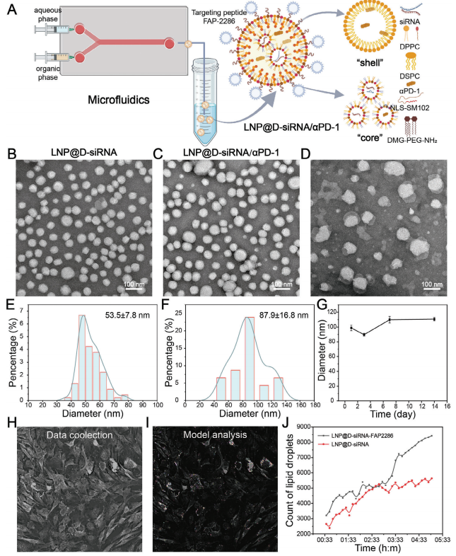 南模生物助力肿瘤相关成纤维细胞的代谢重编程研究