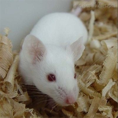 小鼠原代心肌细胞分离
