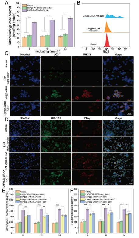 南模生物助力肿瘤相关成纤维细胞的代谢重编程研究