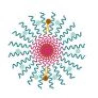 包载紫杉醇的PEG-PLA胶束被RAP棒状体相关蛋白修饰