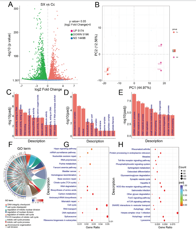 南模生物助力肿瘤相关成纤维细胞的代谢重编程研究