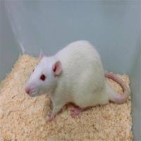 成年小鼠原代心肌细胞分离