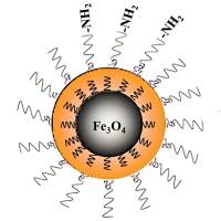 nAb（抗体片段）修饰PEG化磁性氧化铁纳米颗粒(Fe3O4)