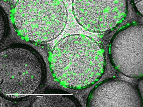 BionovaX DLP式多材料3D生物打印