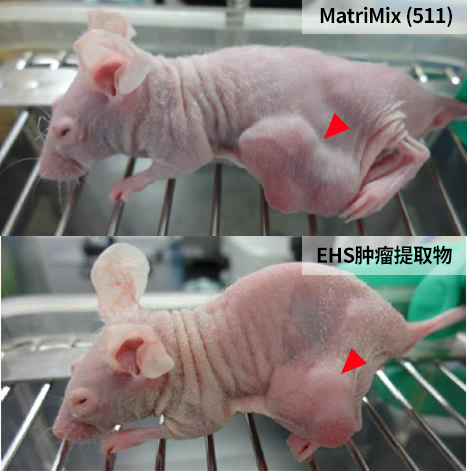 使用MatriMix进行癌症患者来源细胞的小鼠皮下移植实验