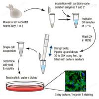 新生小鼠心肌细胞分离培养