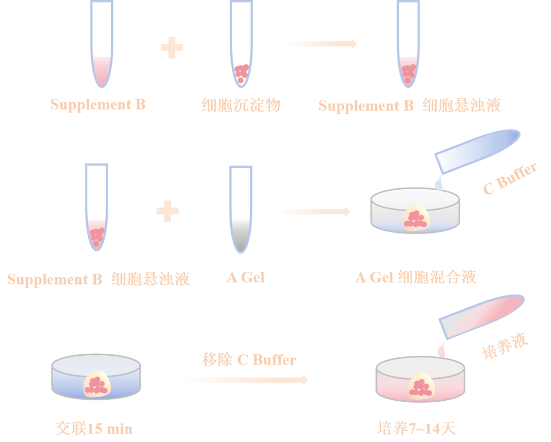 无动物源基质胶|类器官培养水凝胶系统