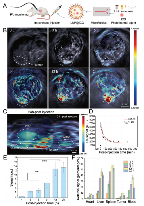 南模生物助力肿瘤相关成纤维细胞的代谢重编程研究