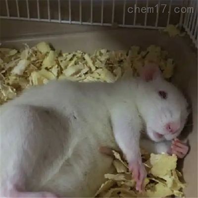 血管内皮细胞分离