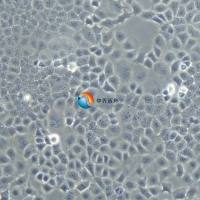 MLE-12小鼠肺泡上皮细胞