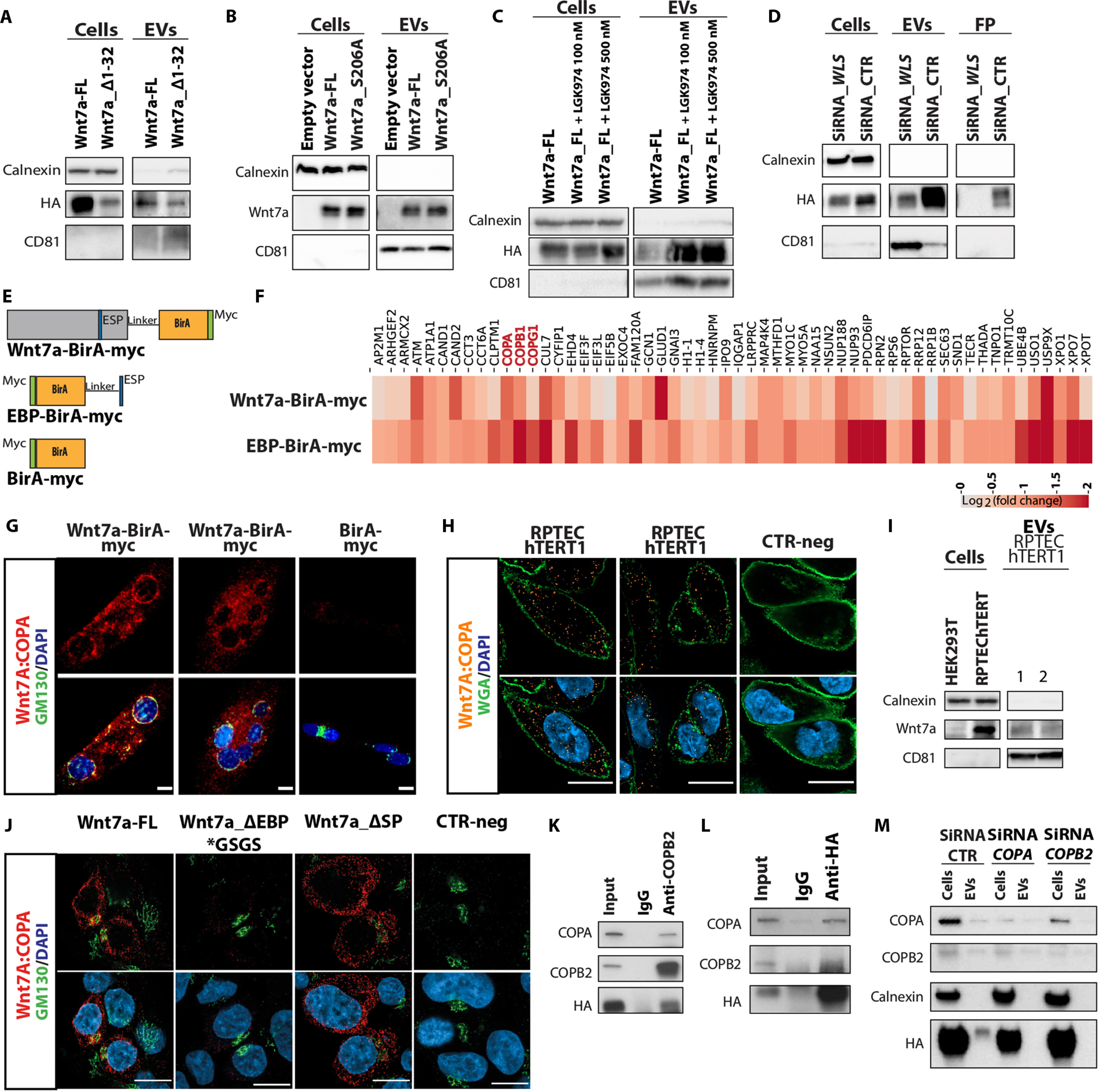 外泌体技术服务 外泌体技术服务