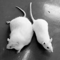 大鼠血管内皮细胞分离