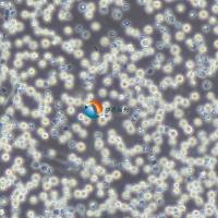 HL-60人原髓细胞白血病细胞