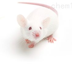 心血管相关原代分离