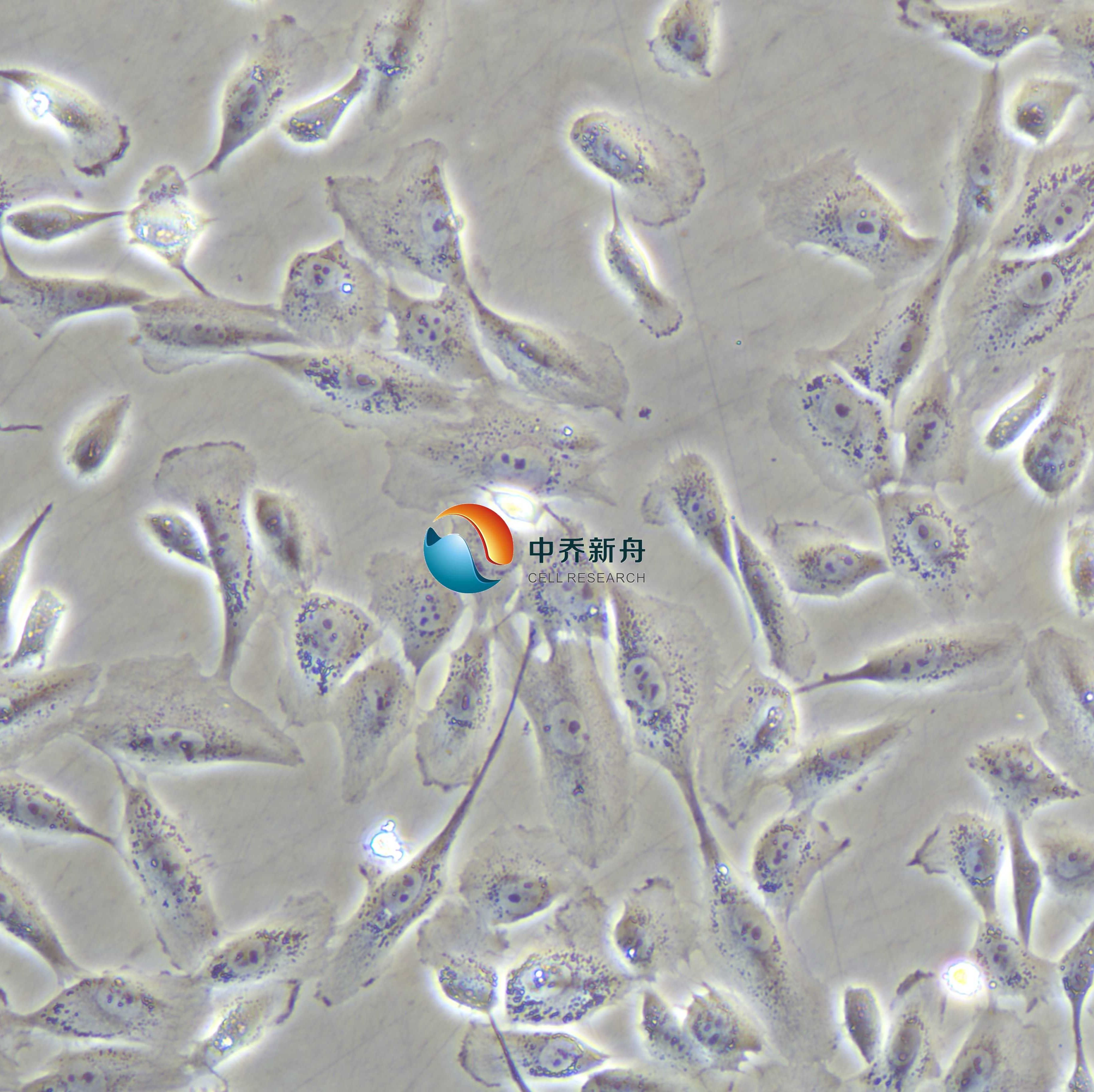 MCF 10A人乳腺细胞