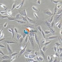 MCF 10A人乳腺细胞