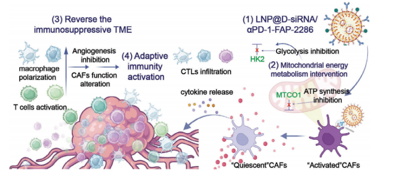 南模生物助力肿瘤相关成纤维细胞的代谢重编程研究