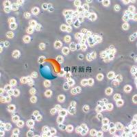 MEG-01人成巨核细胞白血病细胞