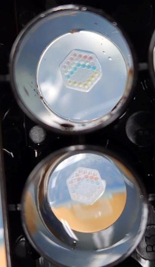 BionovaX DLP式多材料3D生物打印