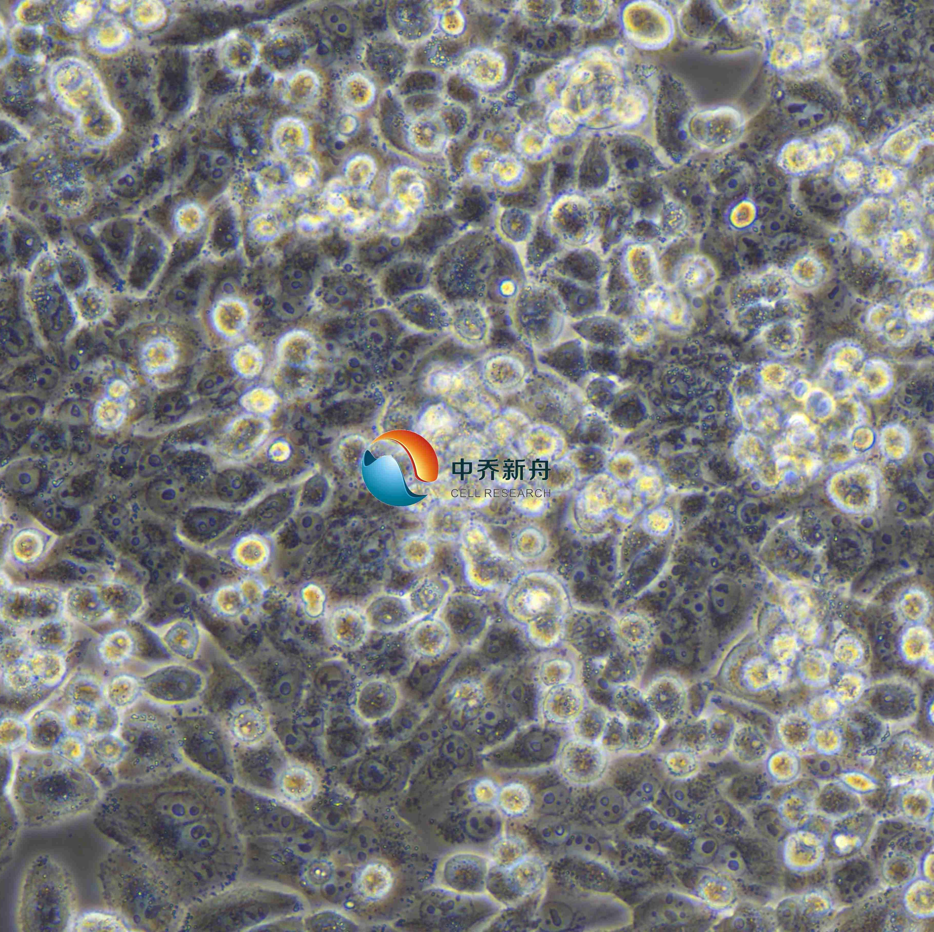 MIA PaCa-2人胰腺癌细胞