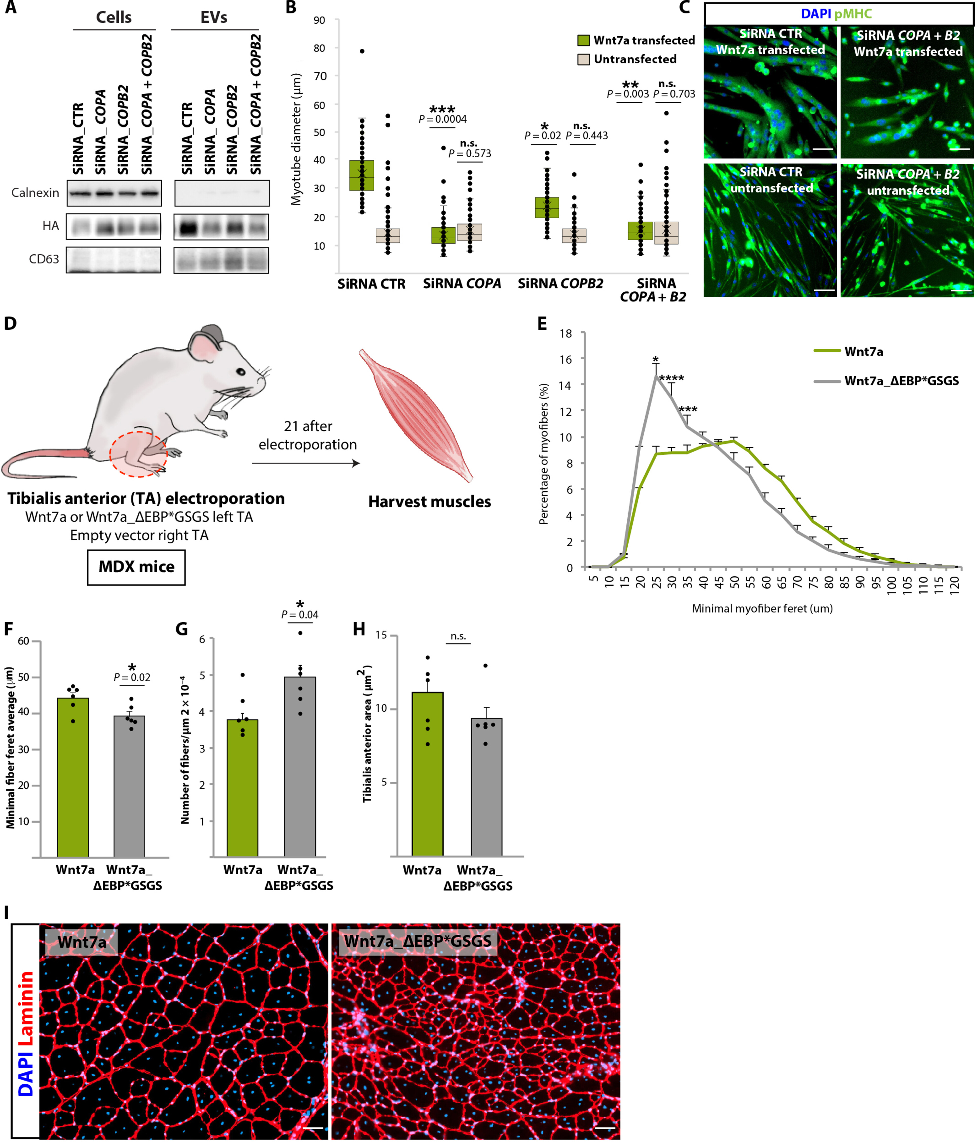 外泌体技术服务 外泌体技术服务