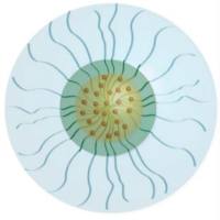 包载多烯紫杉醇的DSPE-PEG胶束被p-HA对羟基苯甲酸和MC肉豆蔻酸修饰