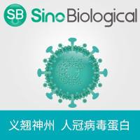 Coronavirus spike重组蛋白|Recombinant HKU1(isolate N1)Spike/S1 Protein(S1 Subunit,His Tag)