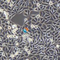 SW839人肾癌细胞