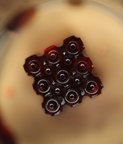 BionovaX DLP式多材料3D生物打印