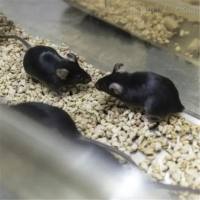 小鼠动脉粥样硬化模型