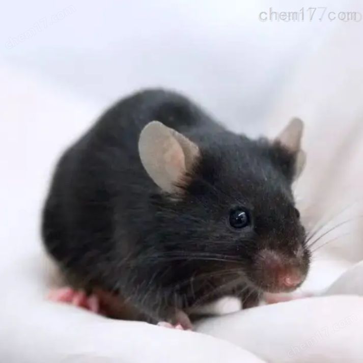 动脉粥样硬化模型APOE