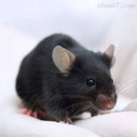 动脉粥样硬化模型APOE