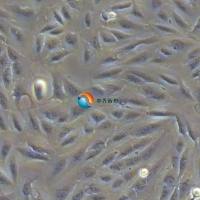 ARPE-19人视网膜色素上皮细胞