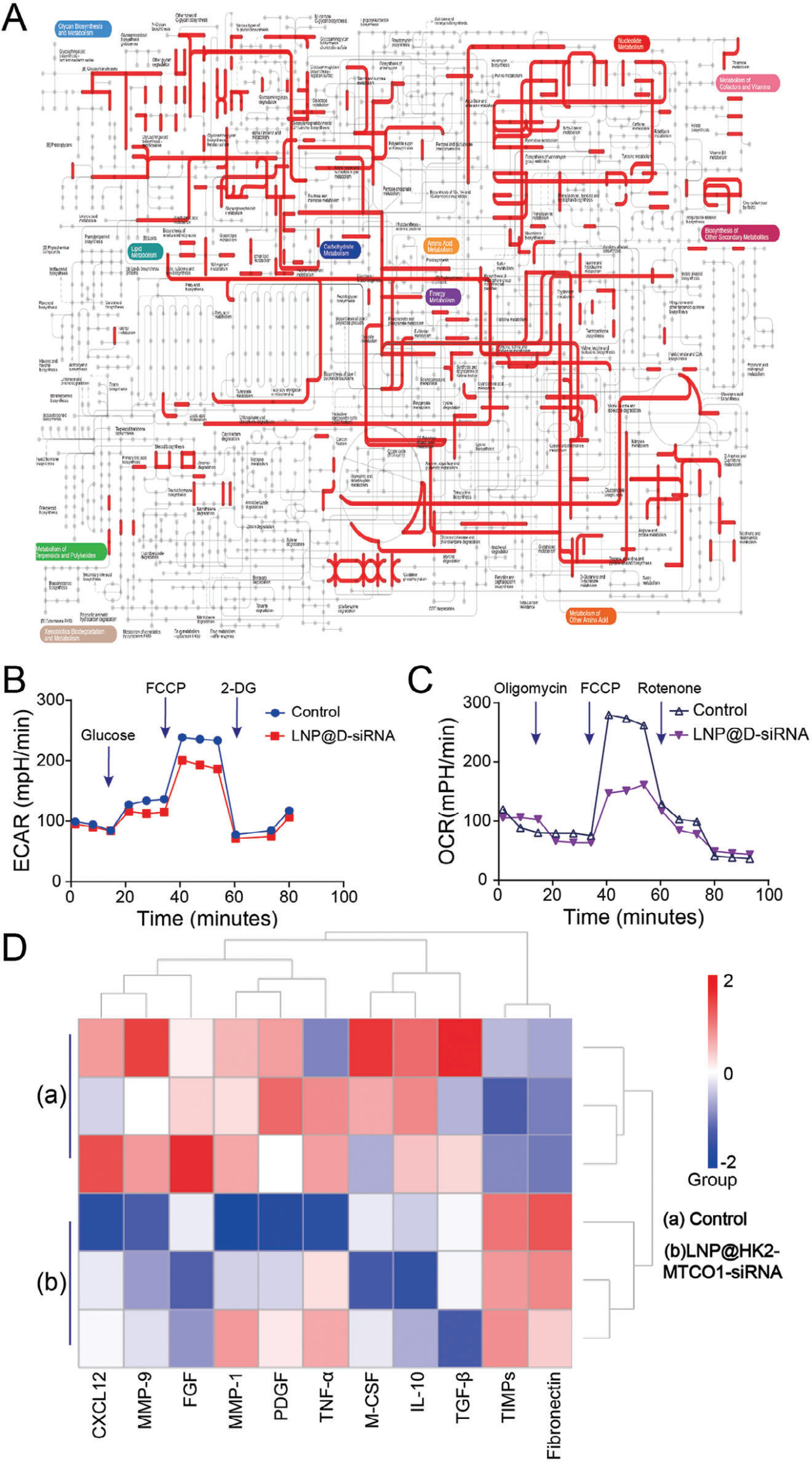 南模生物助力肿瘤相关成纤维细胞的代谢重编程研究