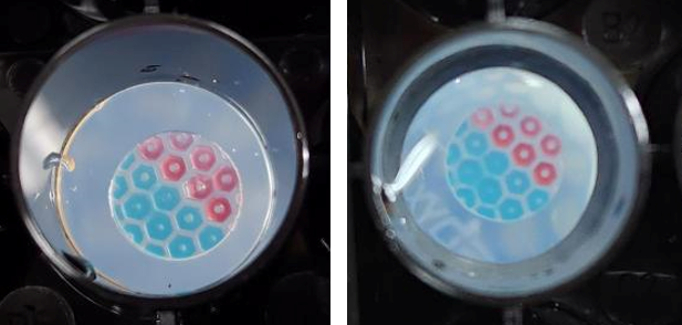 BionovaX DLP式多材料3D生物打印