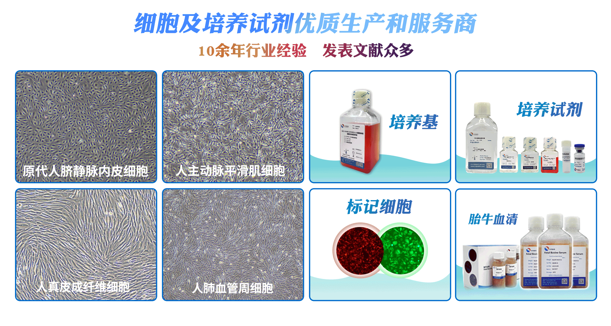 人脐静脉内皮细胞HUVEC-可提供伦理（细胞+500ml专培